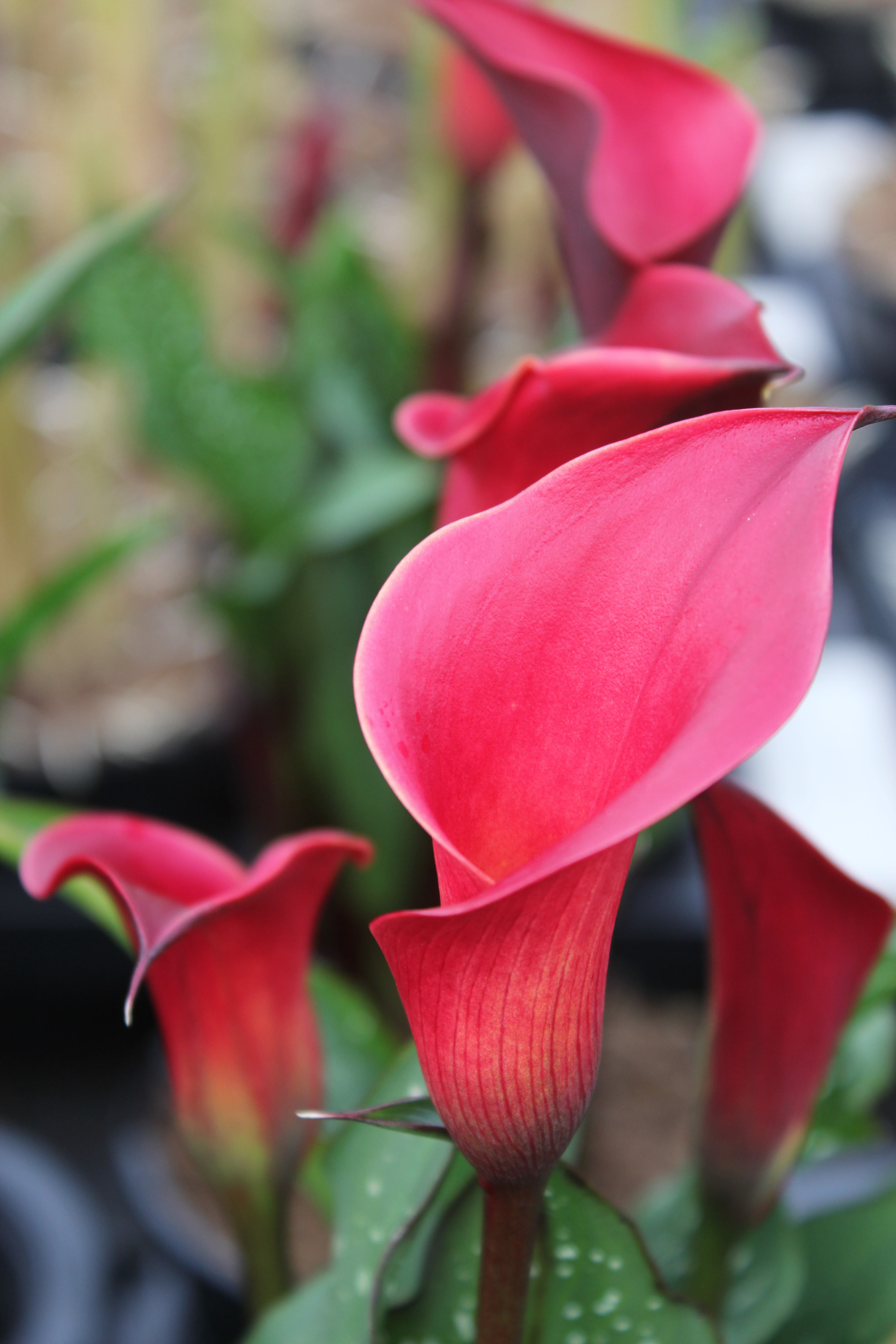 Zantedeschia calla