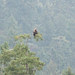 golden eagle Jocelynn Hill