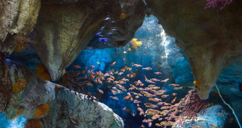 アクアリウムを始めよう 海水魚と淡水魚の違いはなに 熱帯魚について徹底解説 マリンアクアリウム総合情報サイト