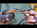 Baby Chicken Snake Mississippi