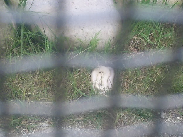 白蛇かわいいよ白蛇 写真共有サイト フォト蔵