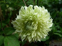 ５月９日の誕生花 テッセン 鉄線 の花言葉 甘い束縛 テッセンの枝変わり白万重 しろまんえ の 心の美しさ 弥生おばさんのガーデニングノート 花と緑の365日 楽天ブログ