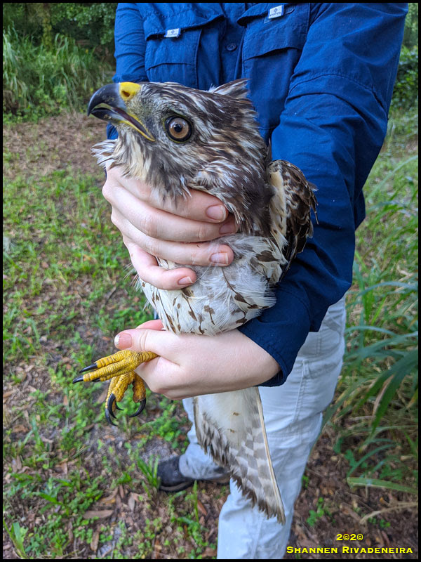 Red-shouldered Hawk