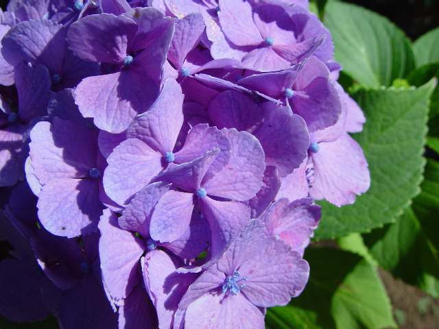 河口湖天上山あじさいハイキングコース