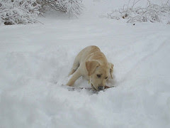 Ollie