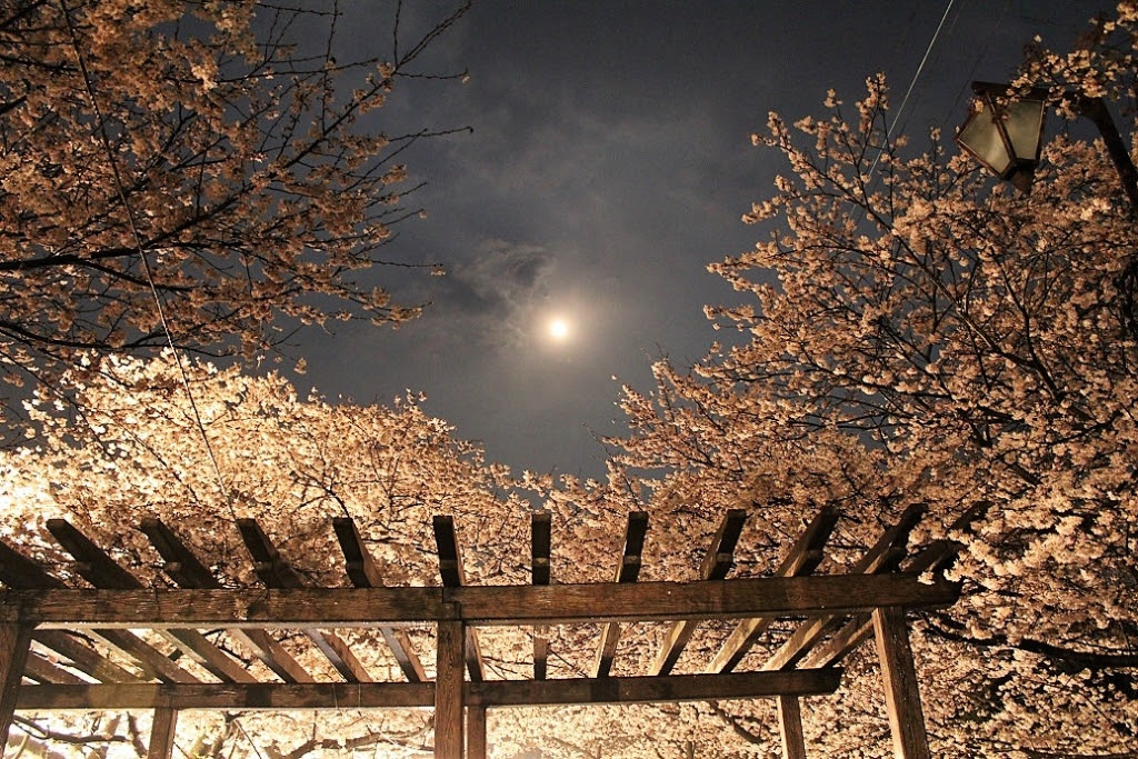 大分の花月夜 夏井いつきの１００年俳句日記