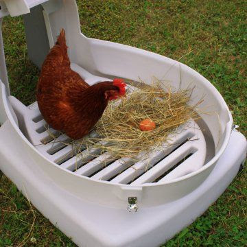 Good Ideas Quad Chicken Coop - Chicken Coops at Hayneedle