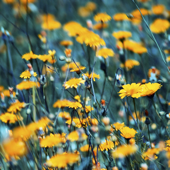 Splendid colors of life, photography by Melina Koumpi