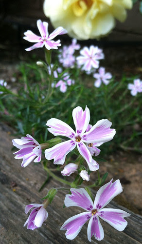 phlox