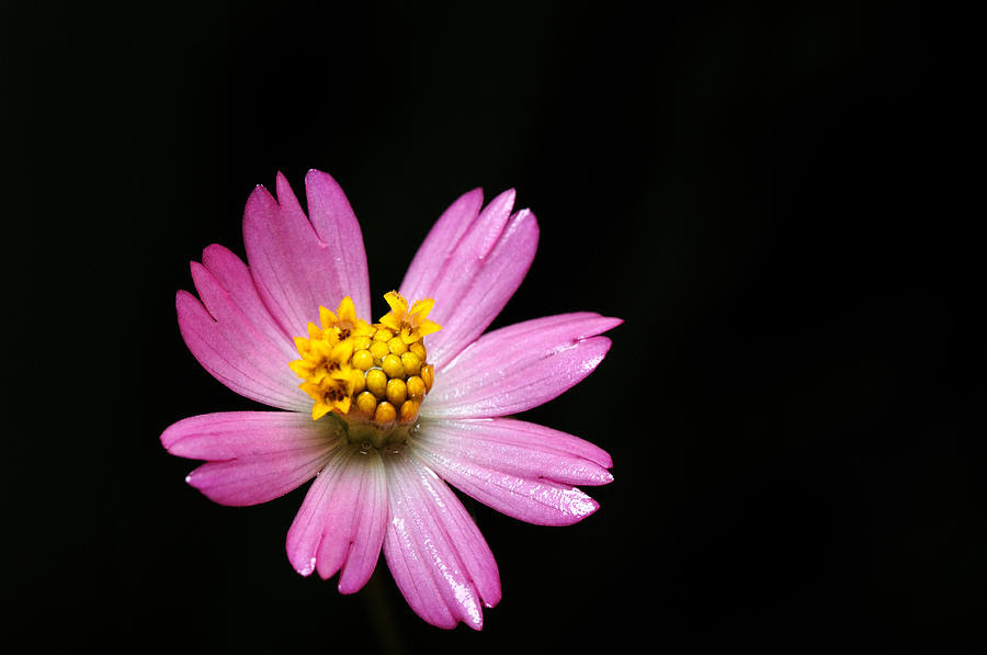 Single Flower Photograph