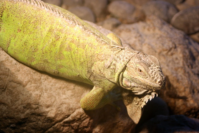 They also have an iguana exhibit. All the iguanas were born there.