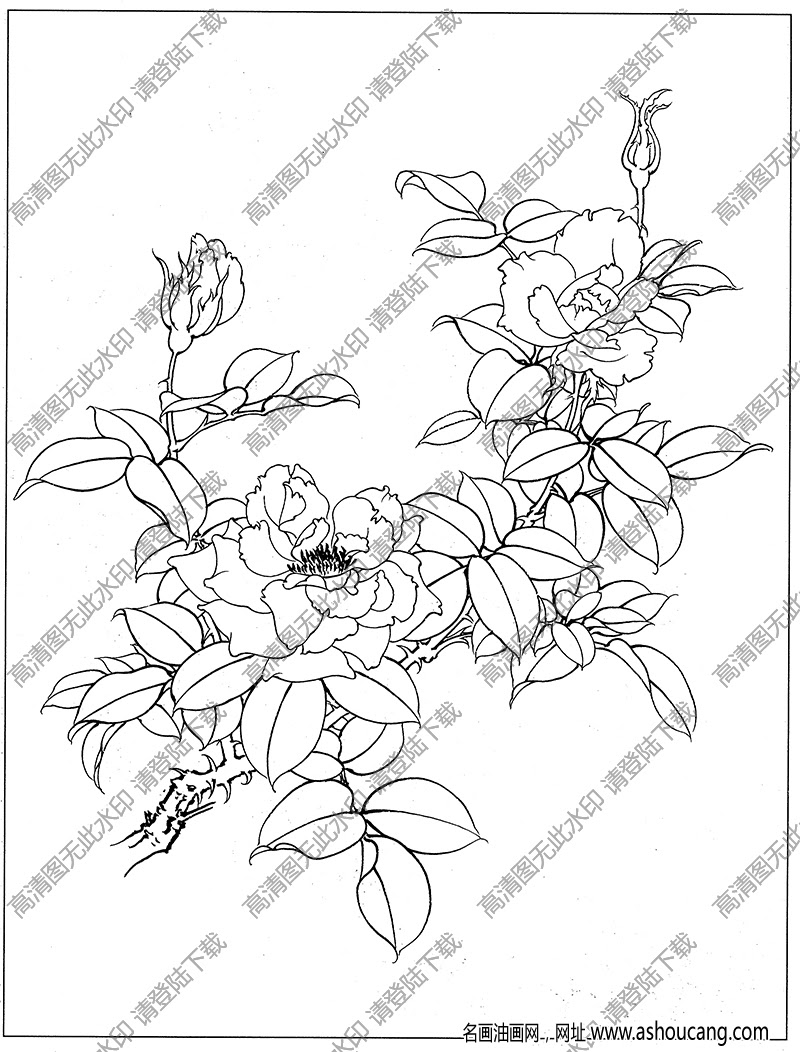月季花白描图片10高清下载 名画油画网