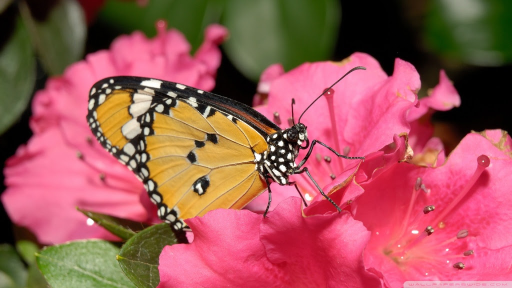 pink butterfly wallpaper. Butterfly On Pink Flower
