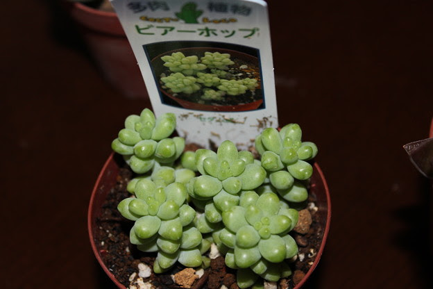 多肉植物 セダム ビアホップ 写真共有サイト フォト蔵