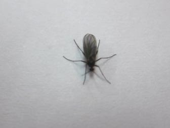 小さな黒い虫がやたらと多い 安田屋家具店
