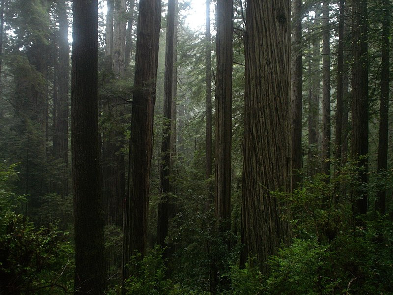 File:Prairie Creek Redwoods - Coastal Redwood Forest.jpg