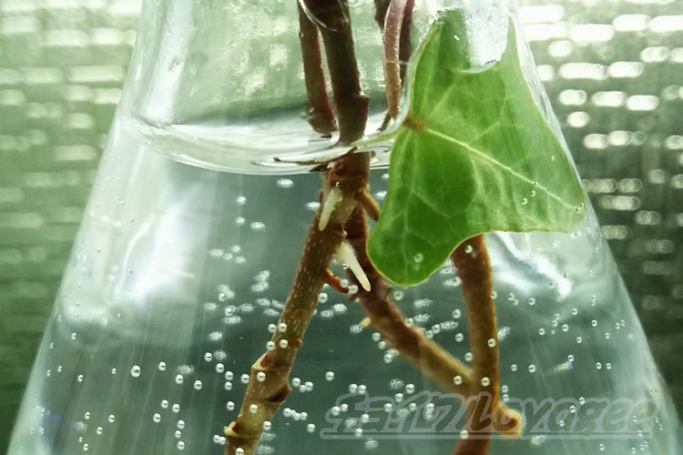 アイビーの挿し木生育状況 水挿し12日後 ついに発根 Oyageeの植物観察日記