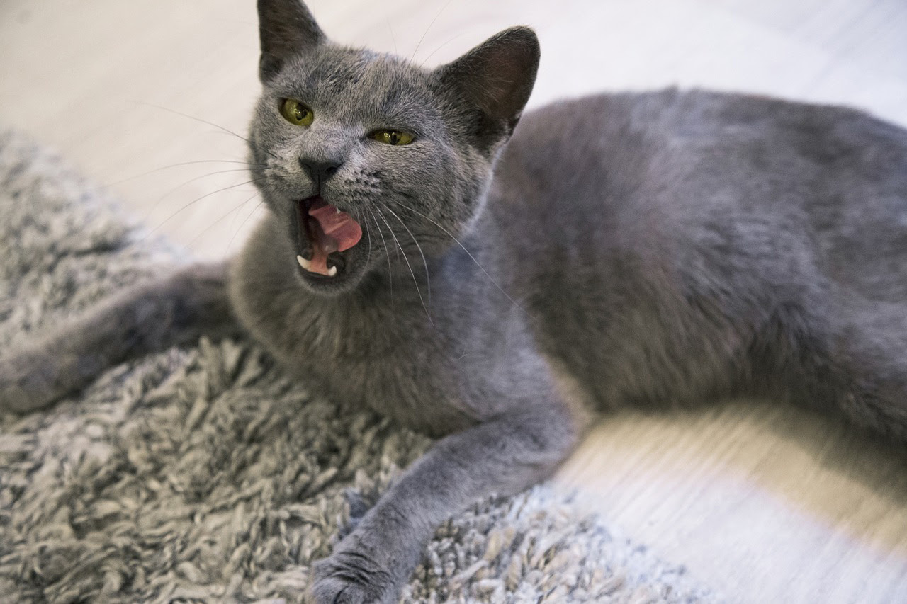猫にパンは絶対ng 与えてはいけない理由とパンを離さない時の対処法