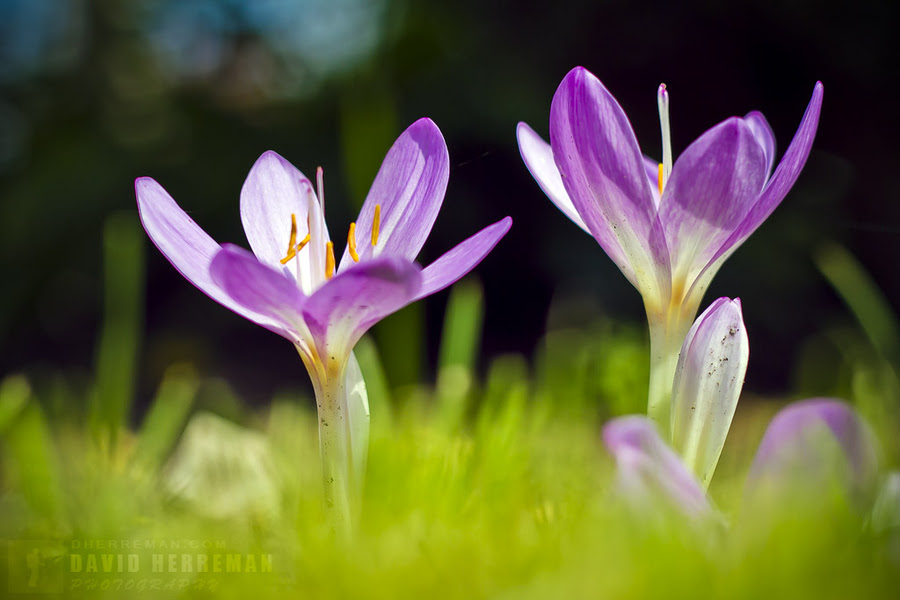 500px favs, rg443