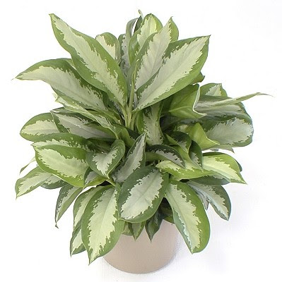 Tropical Plants Interior Plants Office Plants Home 