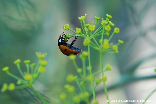 Ladybug on dill flower