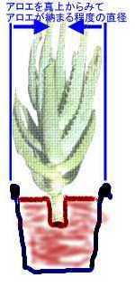 キダチアロエの育て方 植え替え方