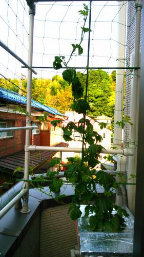 雌花しか 咲かない スーパーゴーヤ