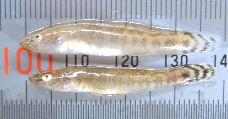 牛久沼のウキゴリ Chaenogobius Urotaenia Of Ushiku Swamp