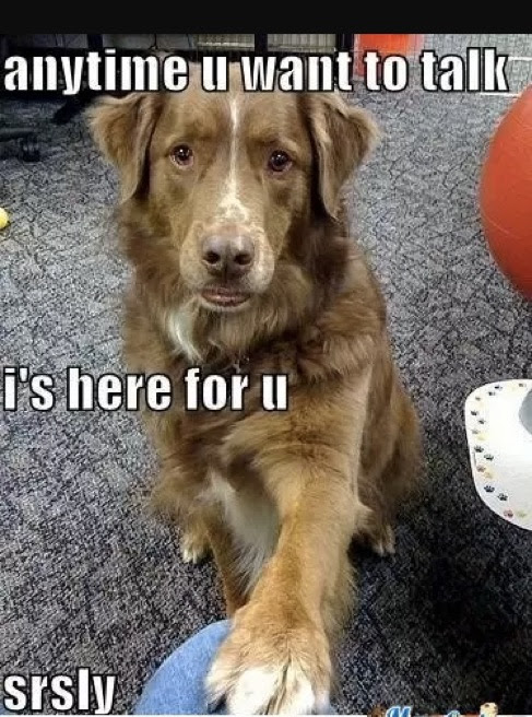 anytime-u-want-to-talk-dog-meme