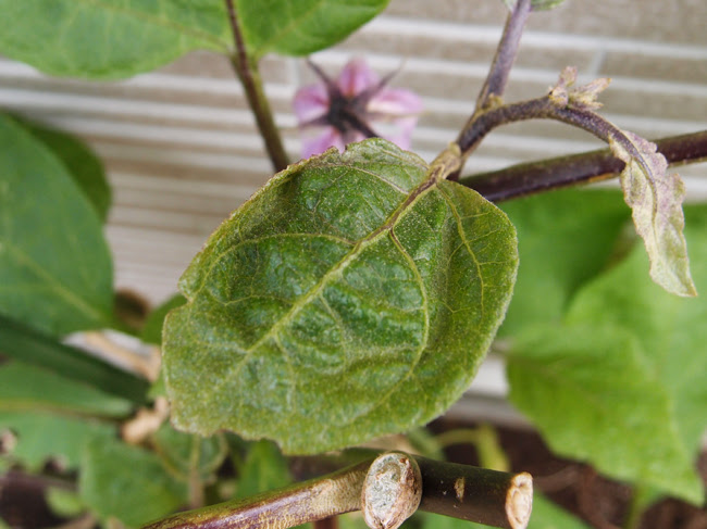 ナスの茎が白くなったり葉がシワシワになる症状 新築の庭で家庭菜園ブログ
