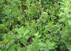 100_0012 Blueberry patch