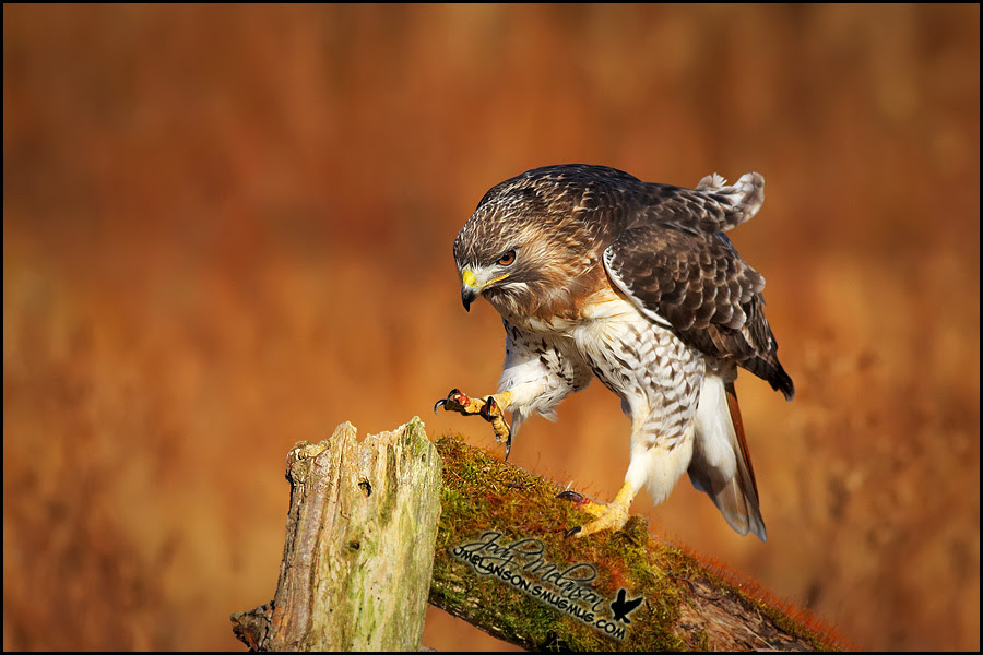 500px favs, rg443