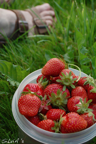 strawberry field