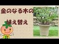 √画像をダウンロード 金のなる木 花 不吉 215802-金のなる木 花 不吉