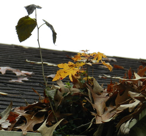 naturenotesDSCN5819