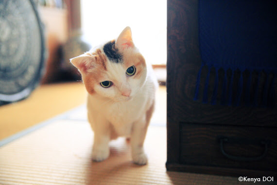 すべて巡り会い フェリシモ猫部