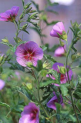 １２月２８日の誕生花 アニソドンテア 366日 誕生花の辞典 誕生日の花言葉の図鑑