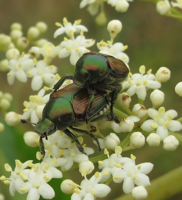 Organic Management Options for the Japanese Beetle at Home ...