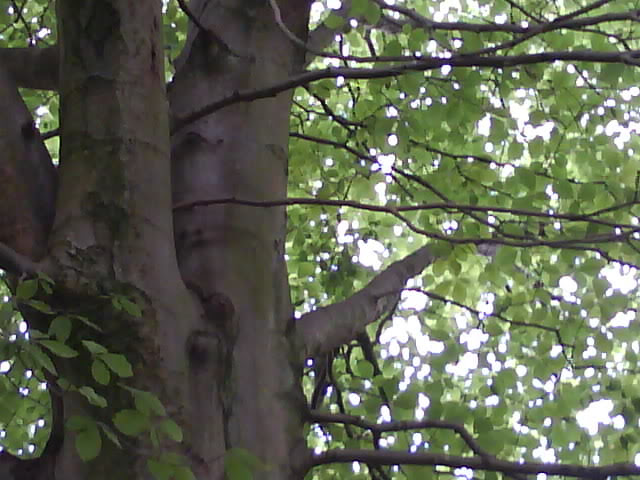 Photo 0963 1
