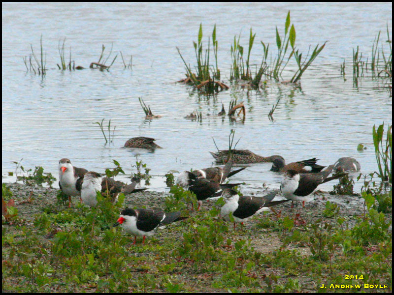 Black Skimmer Black Skimmer