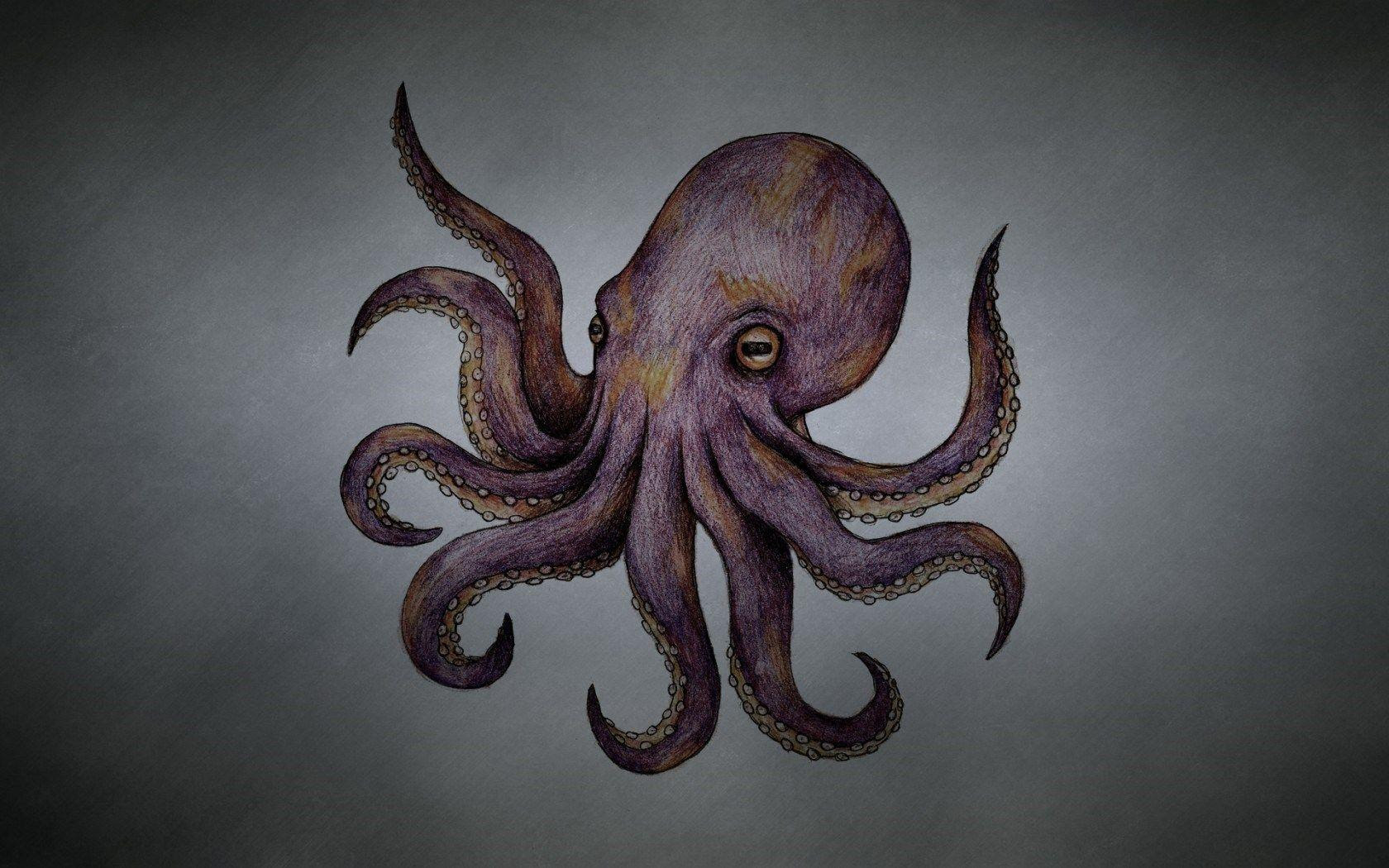 Octopus Wallpapers - Wallpaper Cave - 1680 x 1050 jpeg 224kB