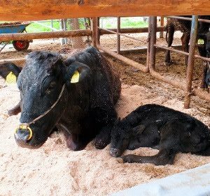朝日新聞デジタル １８３ 細かな気遣いで育てる子牛 和歌山 地域