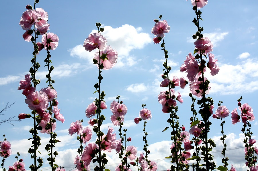 徳島の四季 株式会社エー アンド ビー