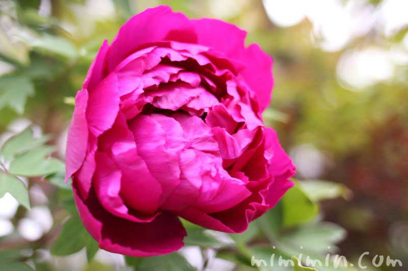 ボタン 牡丹 の花の写真 花言葉 みみみんブログ