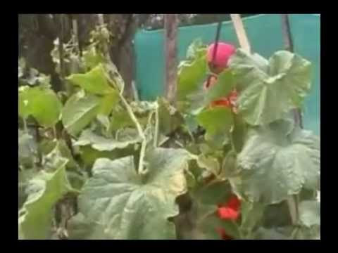 Tanaman Melon di Lahan Pasir Pantai Pandansimo