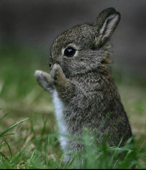Previous Bunnies of the Week