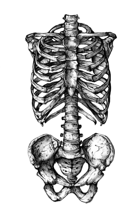 Rib cage Human skeleton Human skull symbolism Tattoo ...