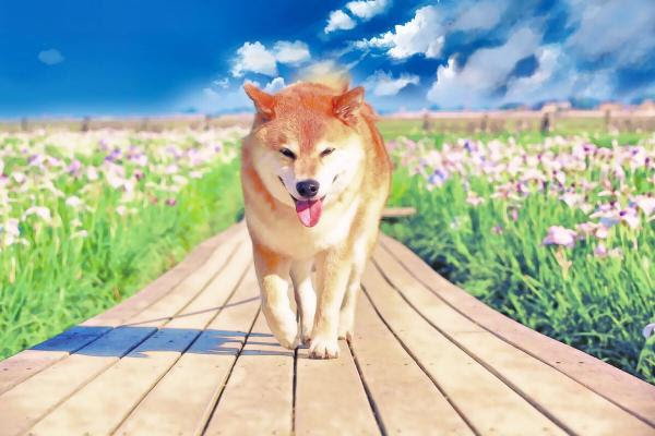 世界一有名な柴犬 柴犬まる 公式 Line 運用開始のお知らせ Bloomax株式会社 プレスリリース配信代行サービス ドリームニュース