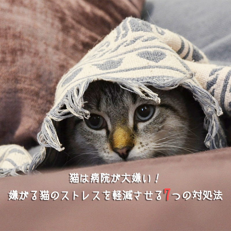 猫は病院が大嫌い 嫌がる猫のストレスを軽減させる7つの対処法