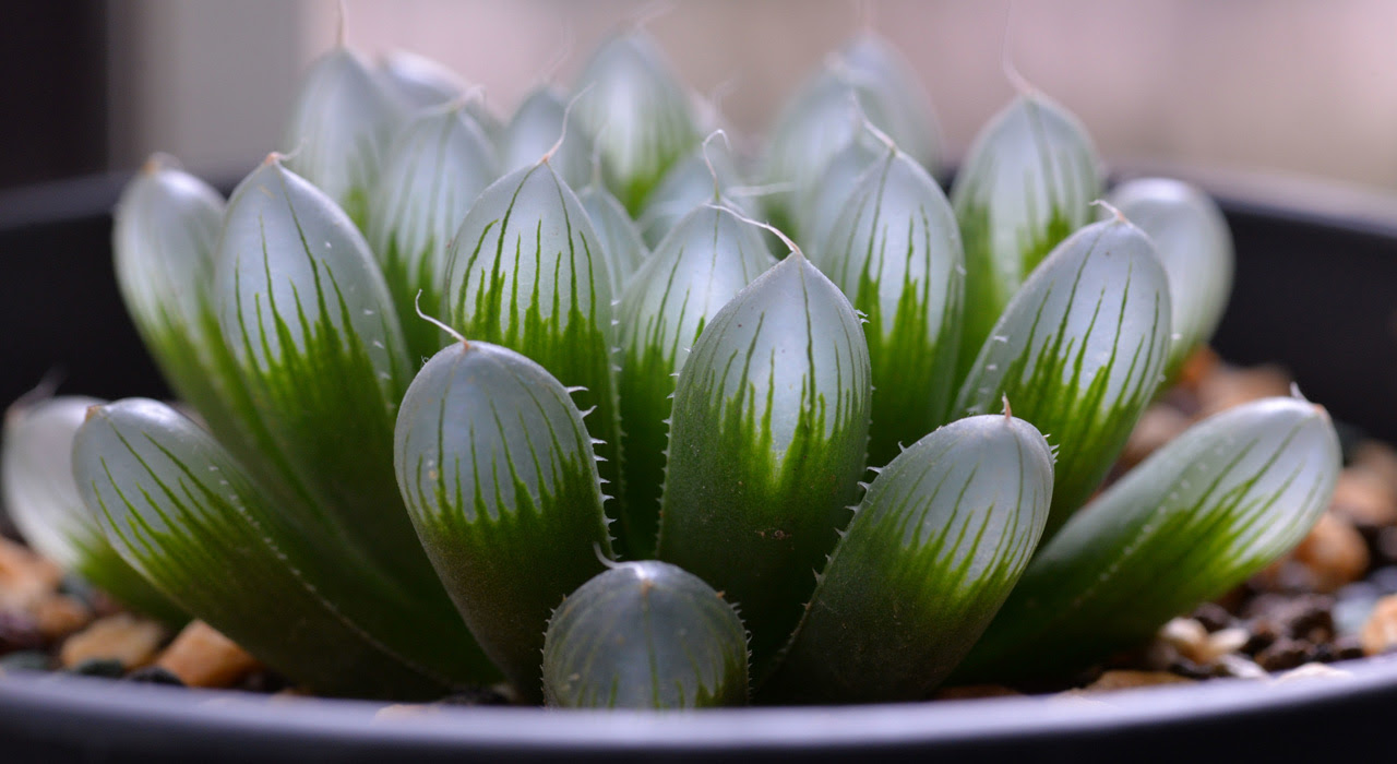 ハオルチアにぴったりな植木鉢5選 基本の植えかえ方法も 植木鉢ナビ